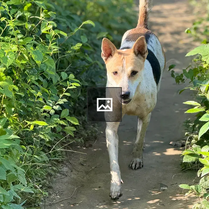Dog walking on dirt path