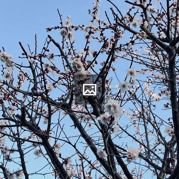 Plum Tree Blossom