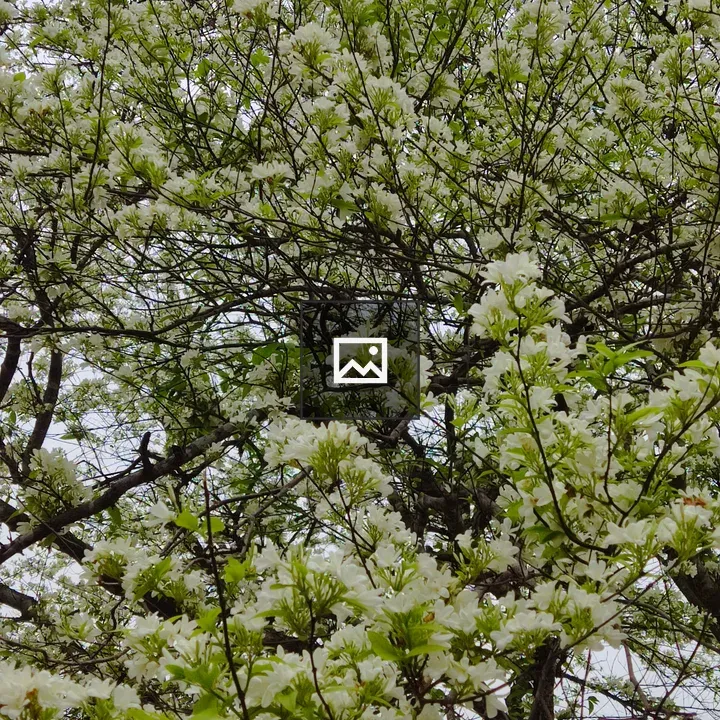 Closeup tree with white blossoms