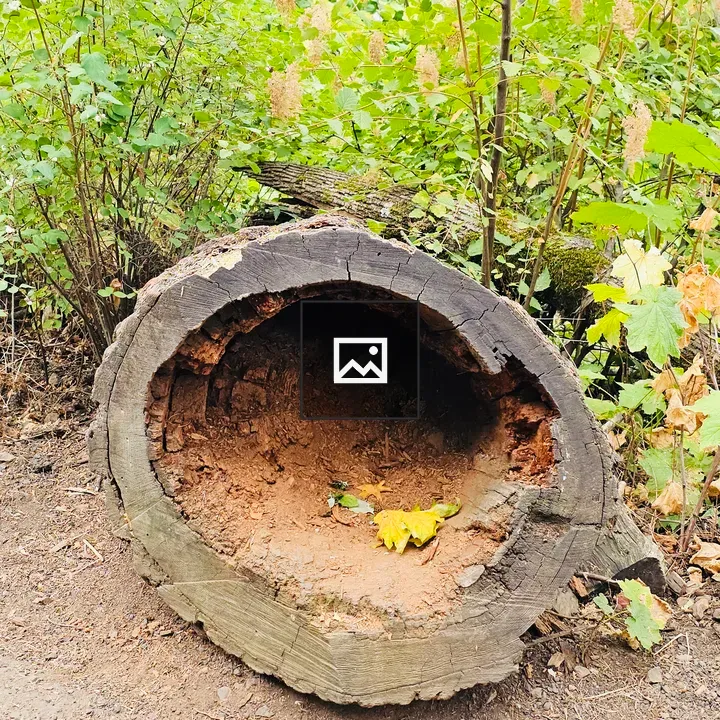 Hollow Tree Trunk with Leaves