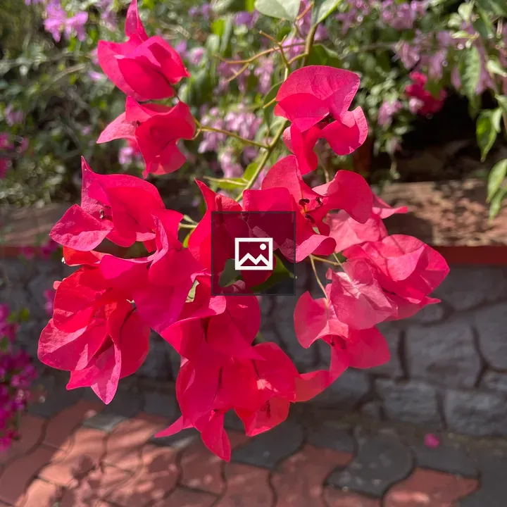 Bougainvillea Blossom
