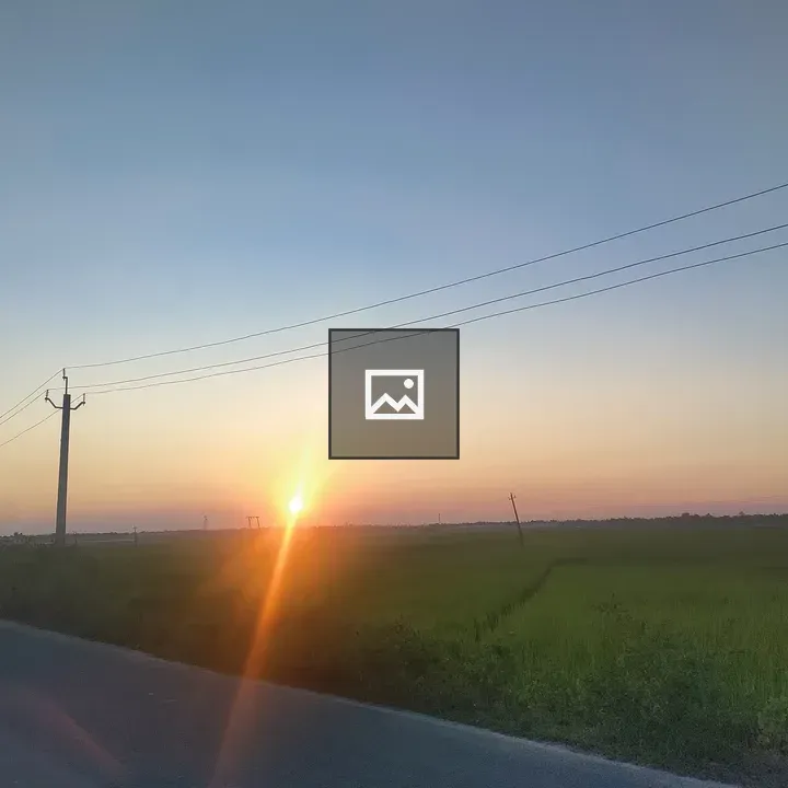Sunset over serene rice tree