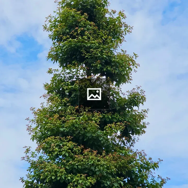 Tall trimmed tree against sky