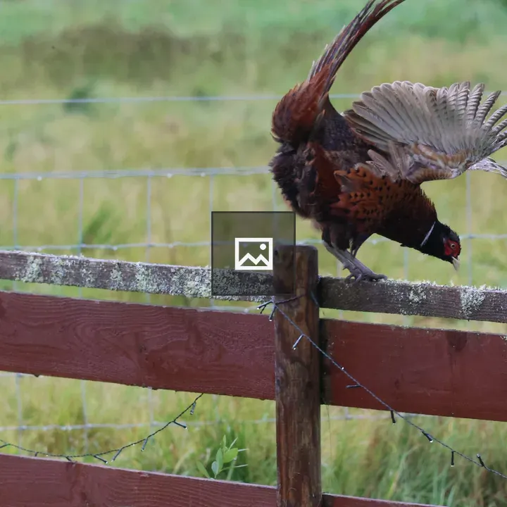 Male pheasant on fence