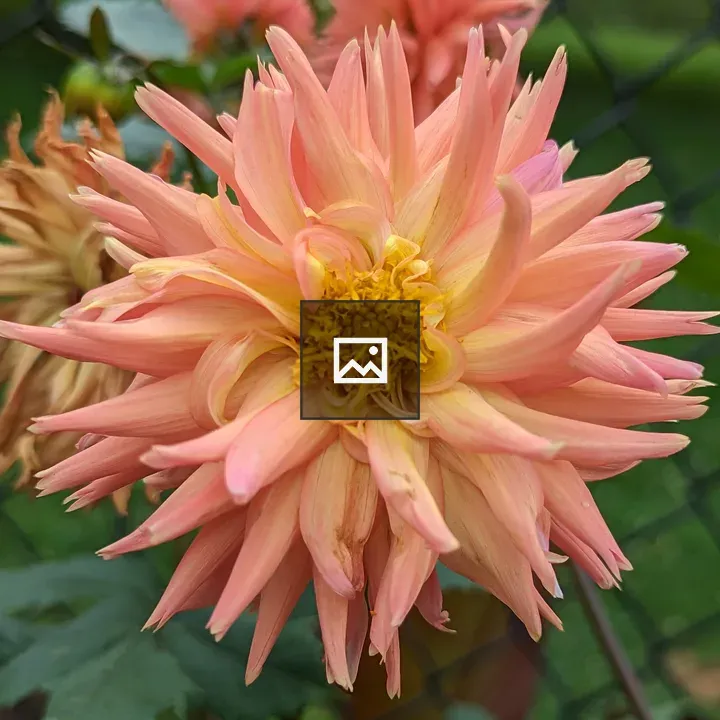 Twisty orange flower
