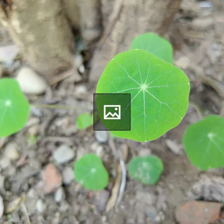 Cluster of green leaves near tree trunk