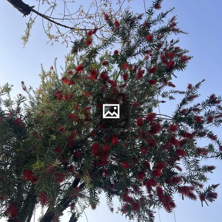 Bottlebrush tree with blue sky