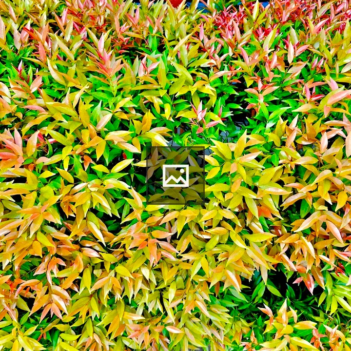 Syzygium Campanulatum Leaves