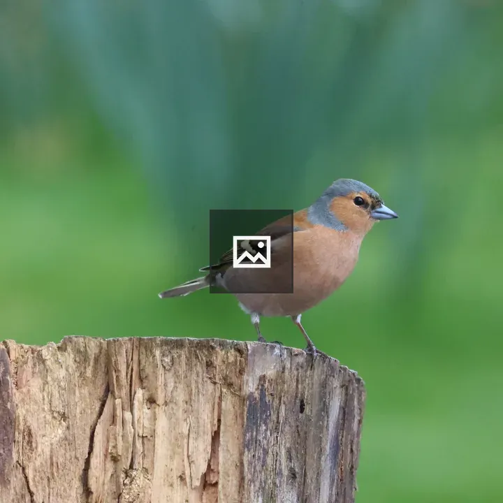 Male Chaffinch on Log Edge