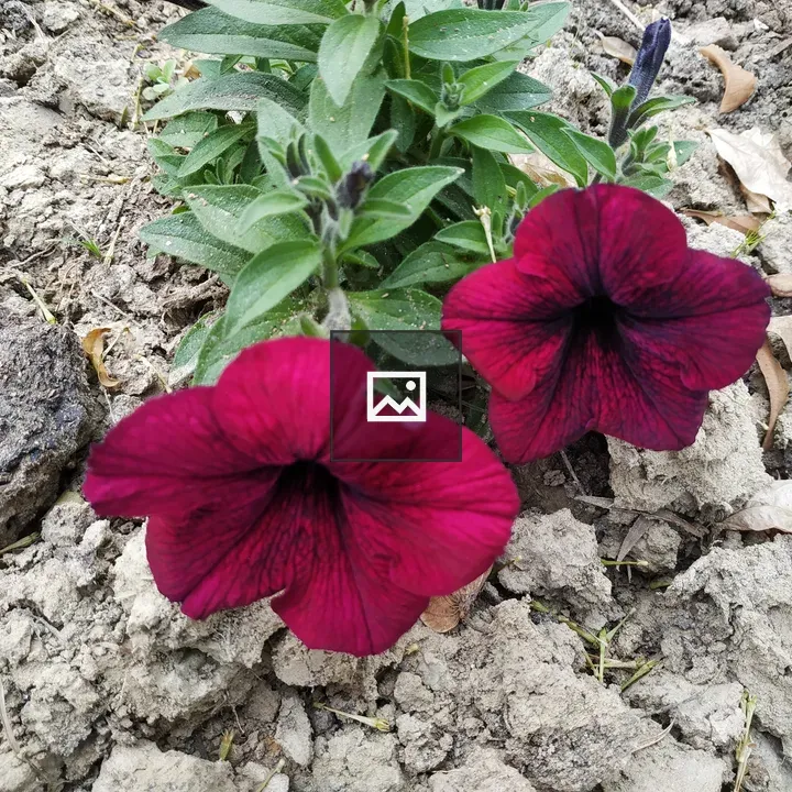 Petunias in Dry Soil