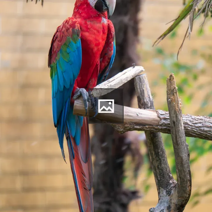Colorful Macaw on Branch