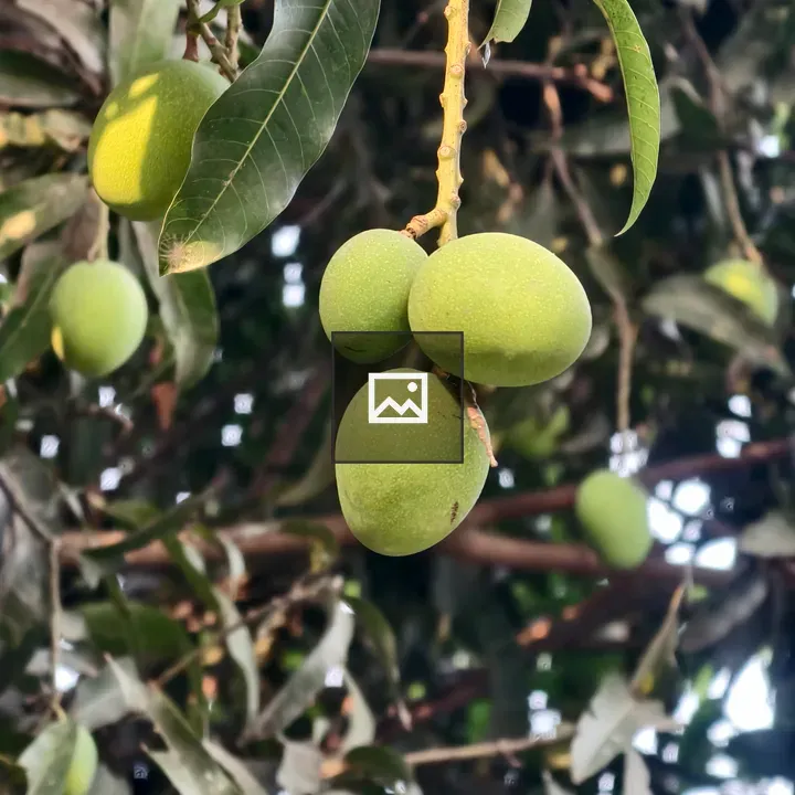 Green mangoes on a branch