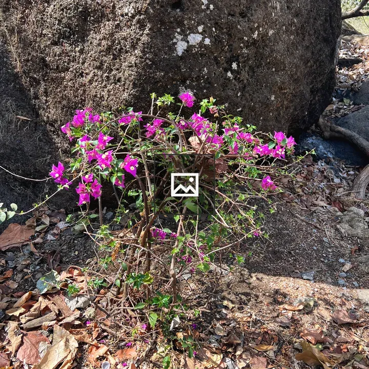 Bougainvillea Bush by Boulder