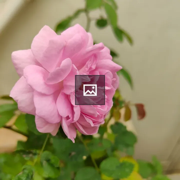 Beautiful rose from home garden