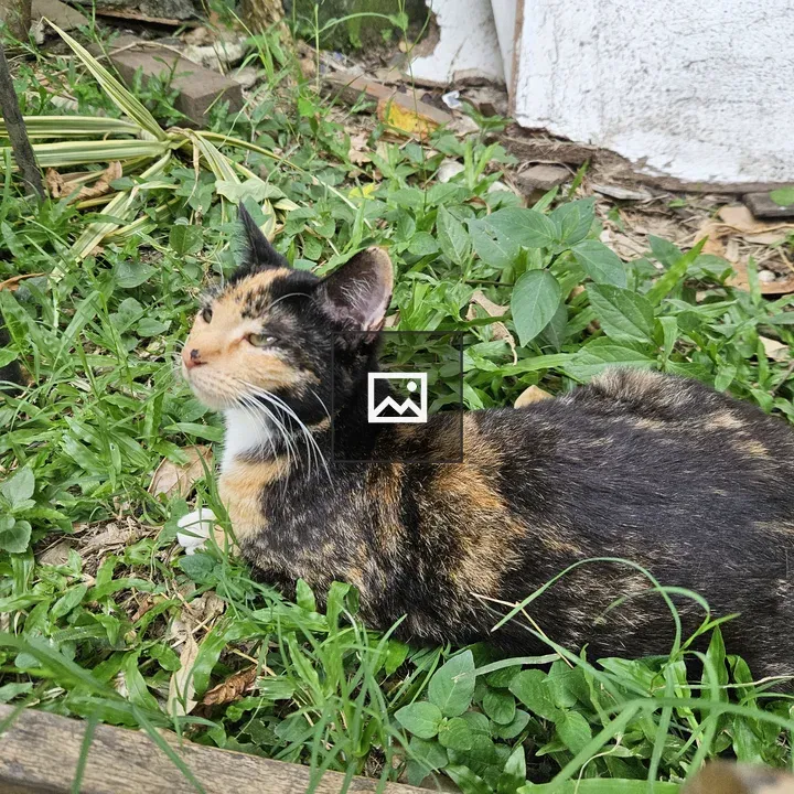 Tortoiseshell cat in green nature