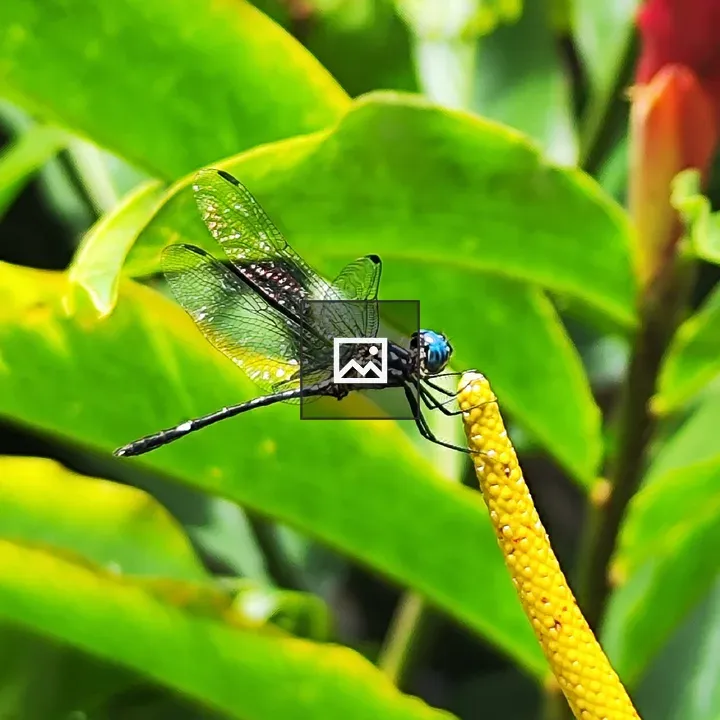 Dragonfly on Yellow Stem