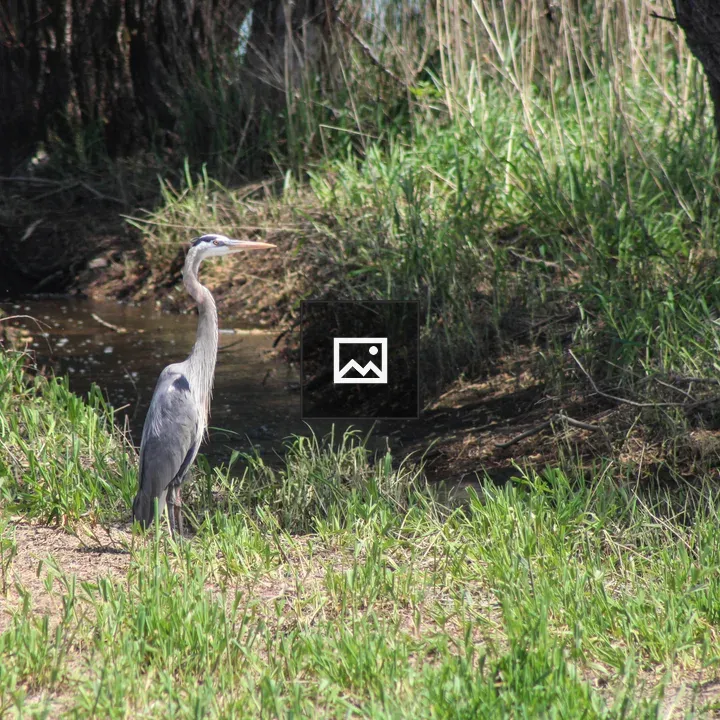 Great blue heron in wildlife refuge