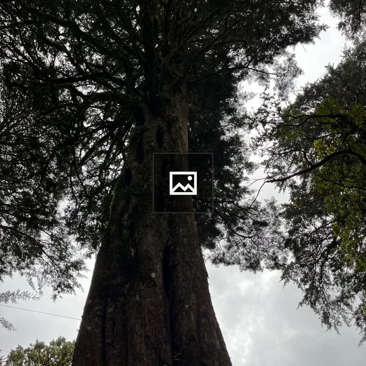 Tall tree canopy viewed from below