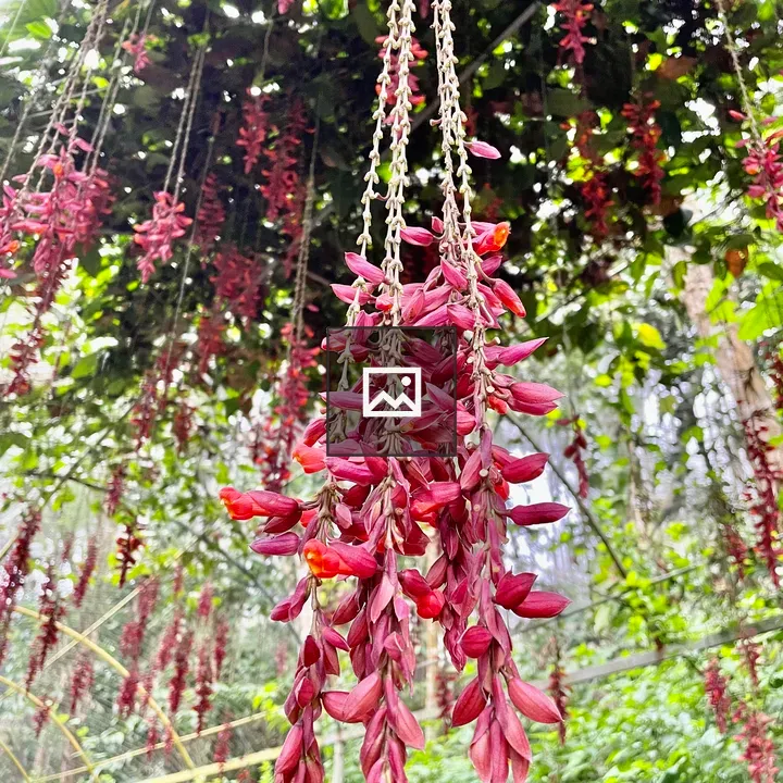 Scarlet clock vine flowers