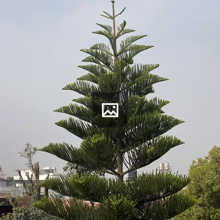 Tall evergreen tree against hazy sky