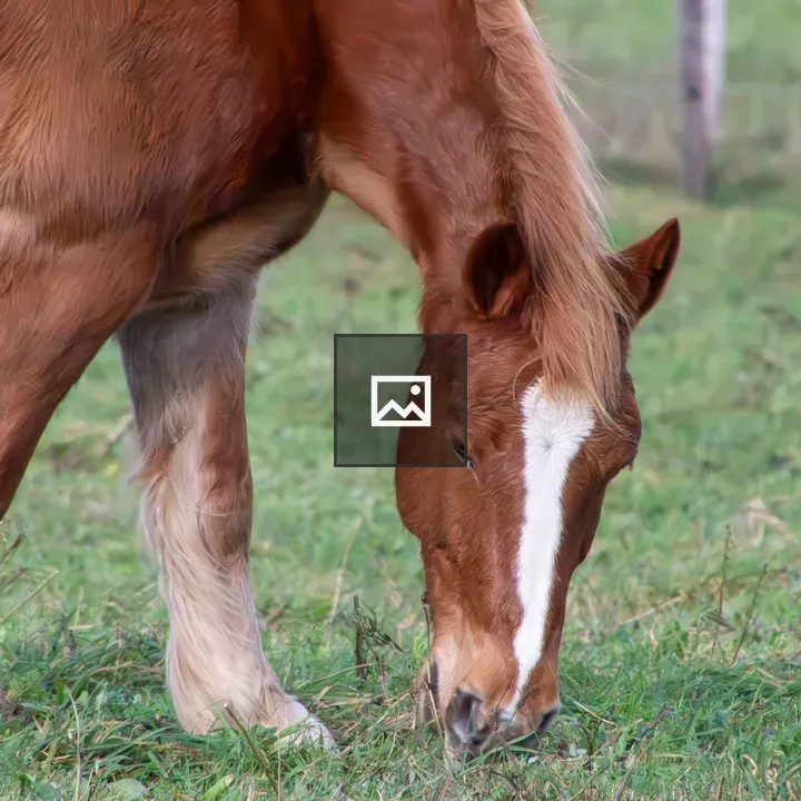 Chestnut Horse Grazing in Field