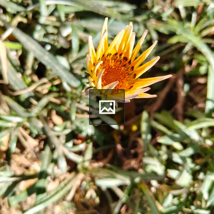 Yellow flower in sunlight