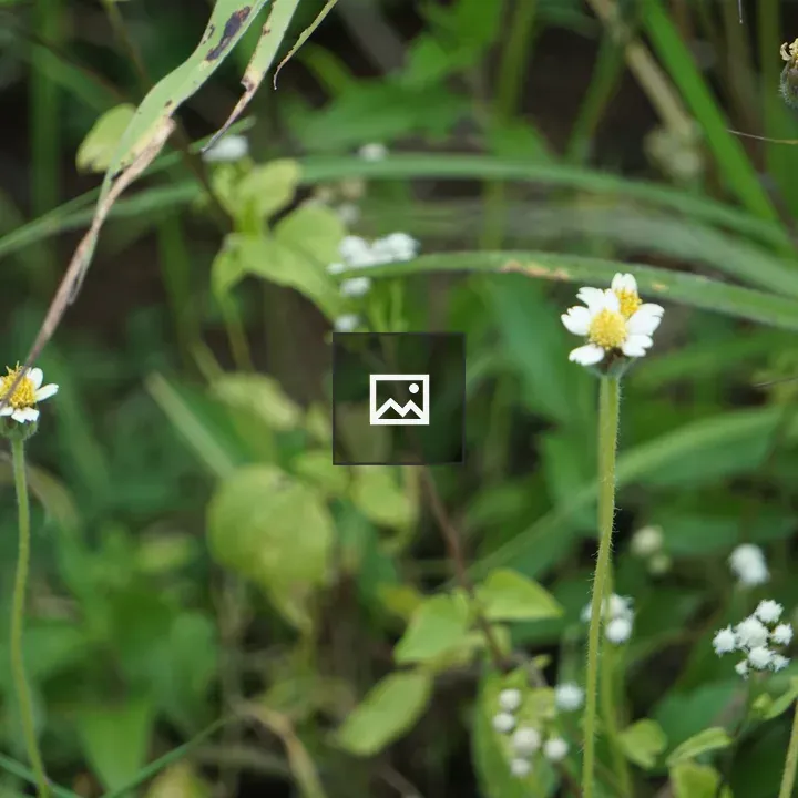 Small wildflowers among green grass