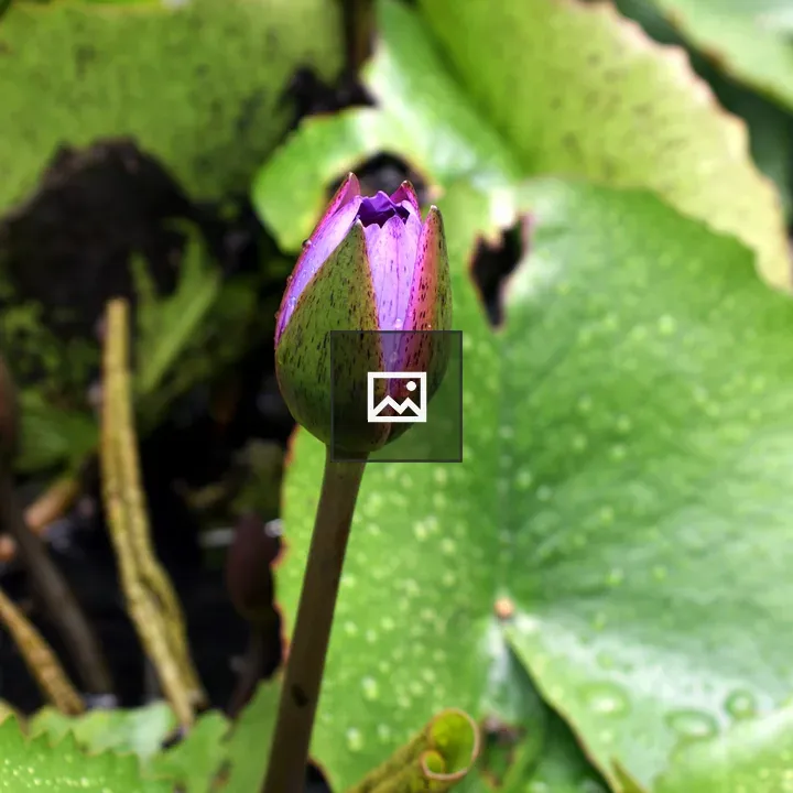 Purple tulip close-up