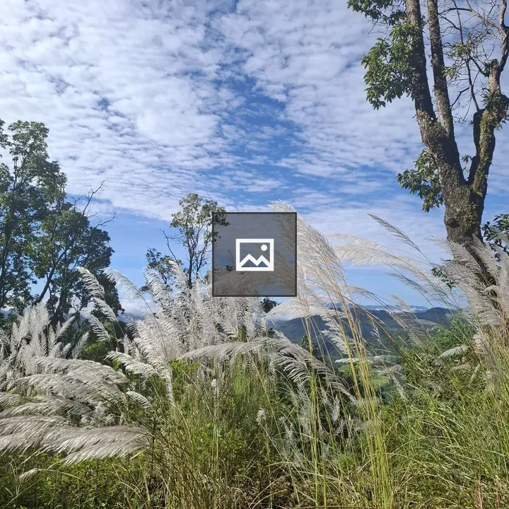 Landscape with tall grasses