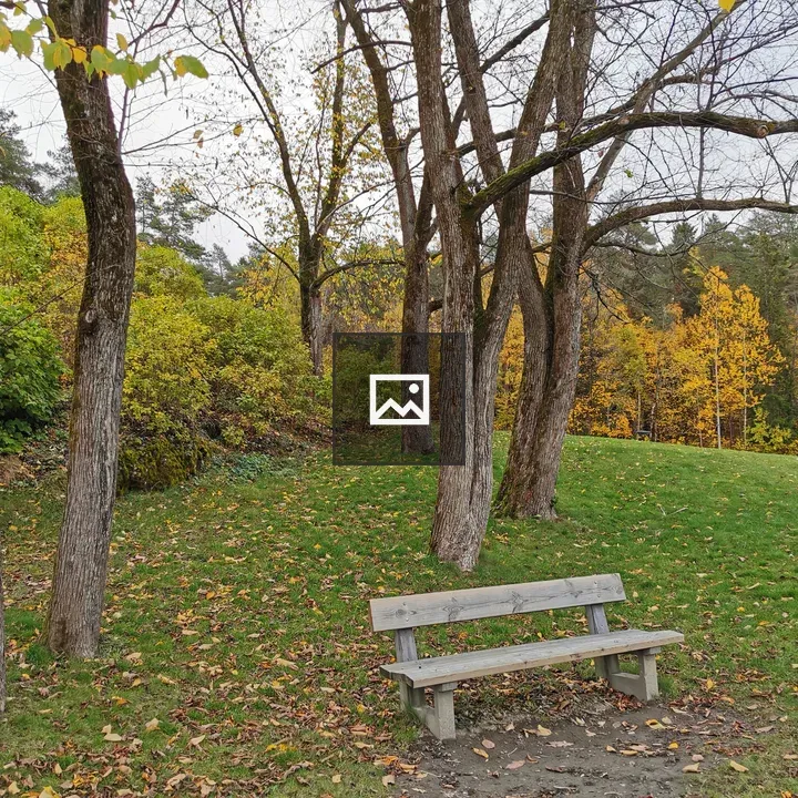 Wood bench under trees
