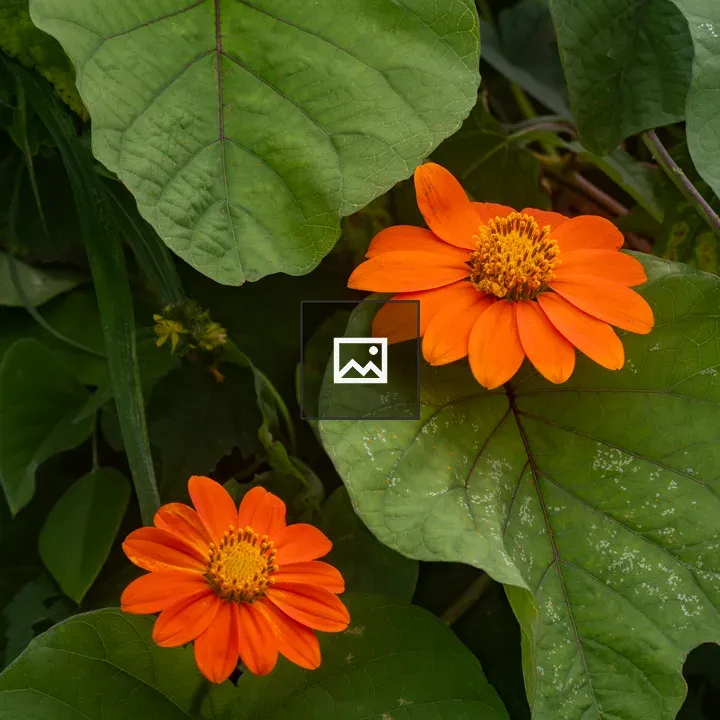 Close-up Orange Flowers