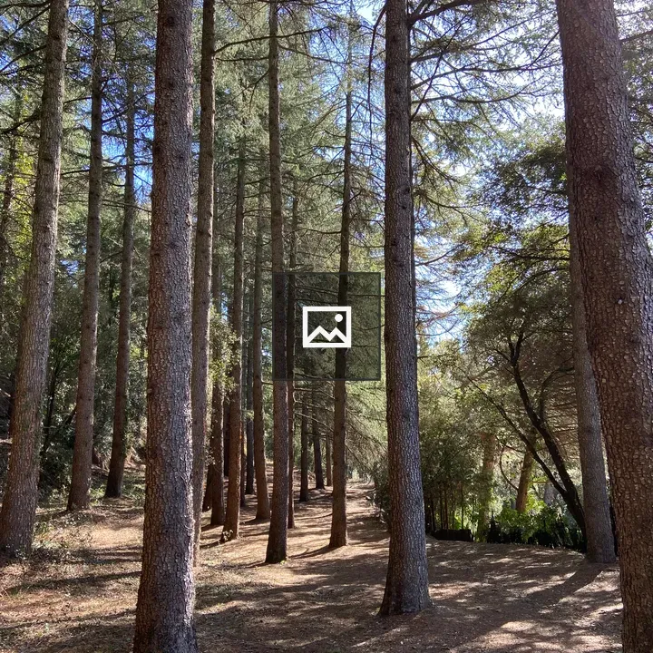 Trees in Fogars de Montclús