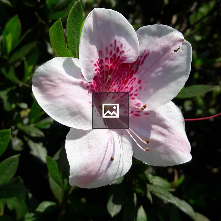 White flower with pink spots