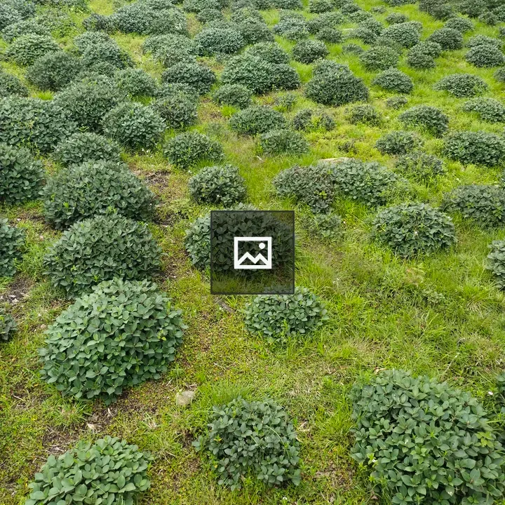 Small green leafy bushes by rustic fence