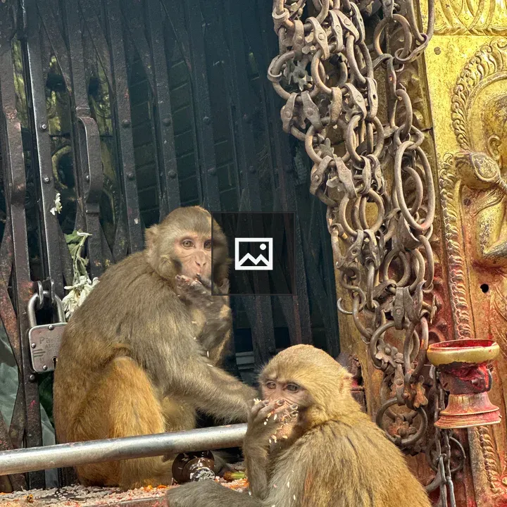 Monkeys Near Decorative Structure