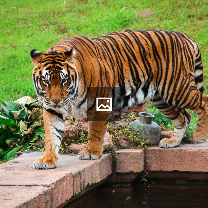 Tiger at Water’s Edge