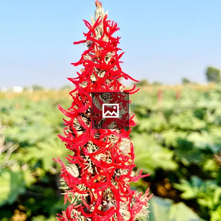 Female flower of Castor Oil Plant