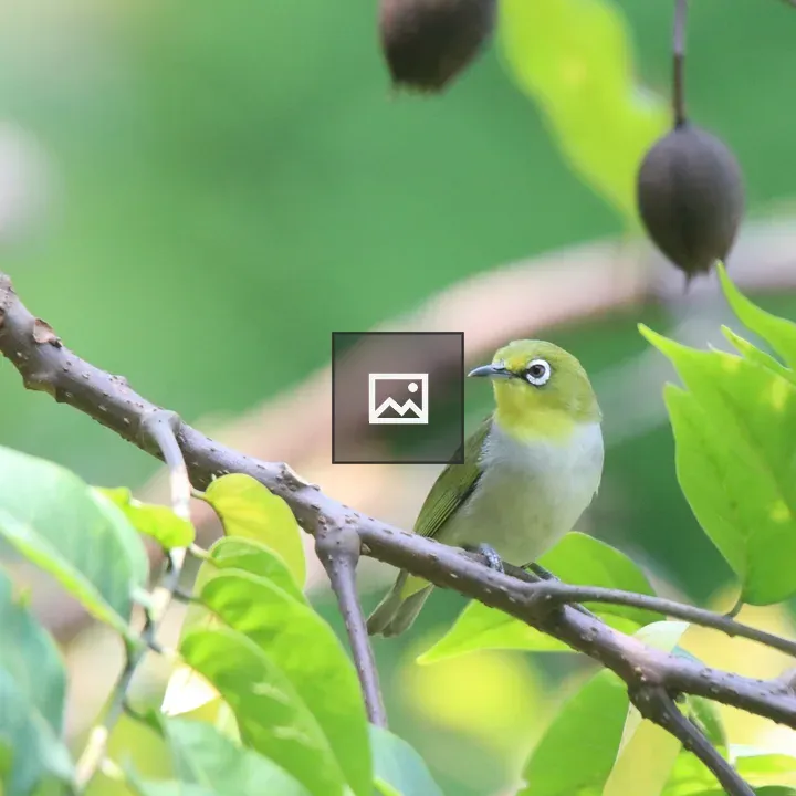 Ashy-bellied White-eye on Branch
