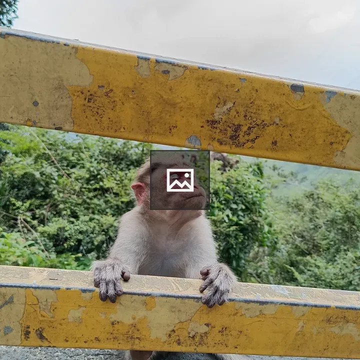 Curious monkey by yellow railing