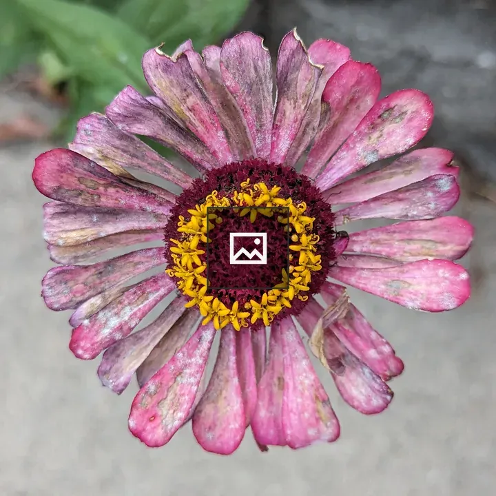 Pink zinnia wilting flower