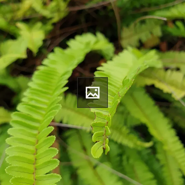 Fern and leaf in nature