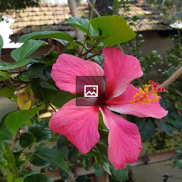 Flower in Nature Portrait