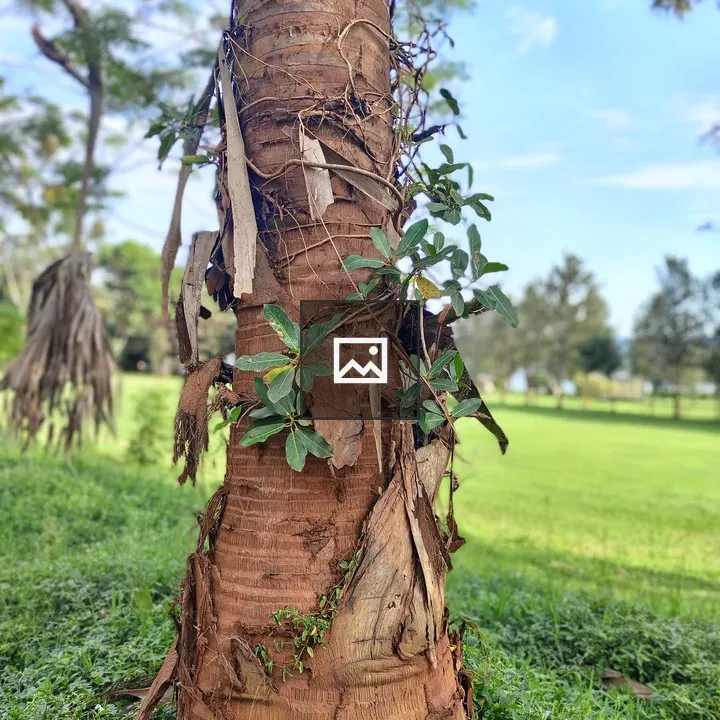 Tree trunk with vines and leaves