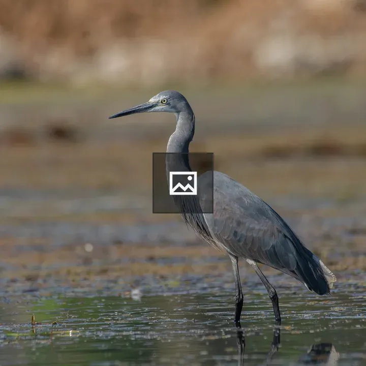 Heron in Shallow Water