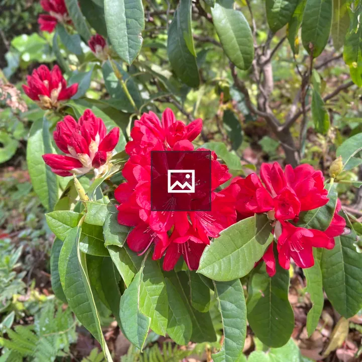 Rhododendron Flowers