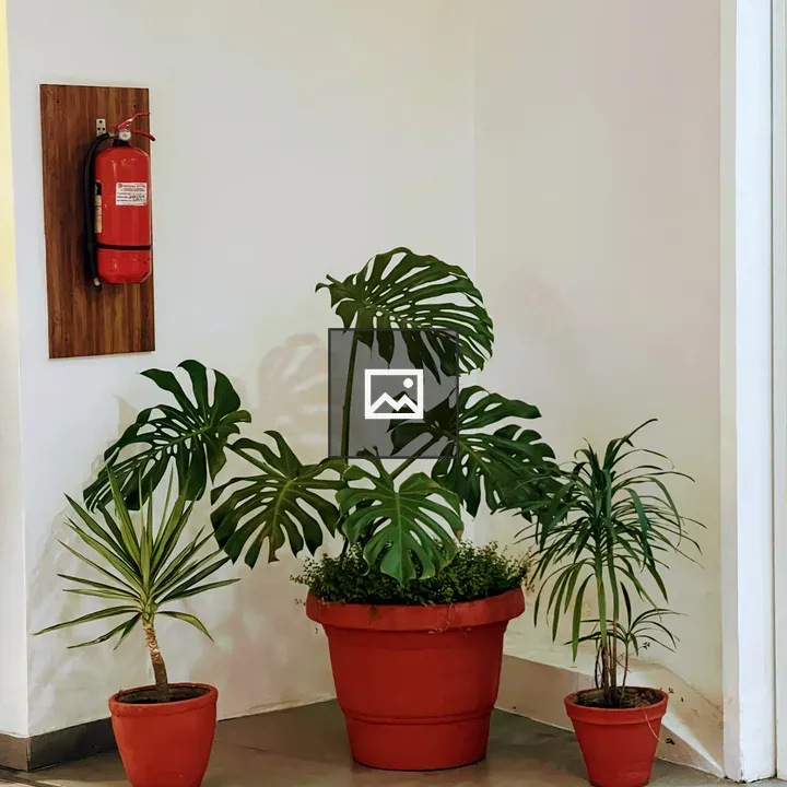 Group of potted plants in corner