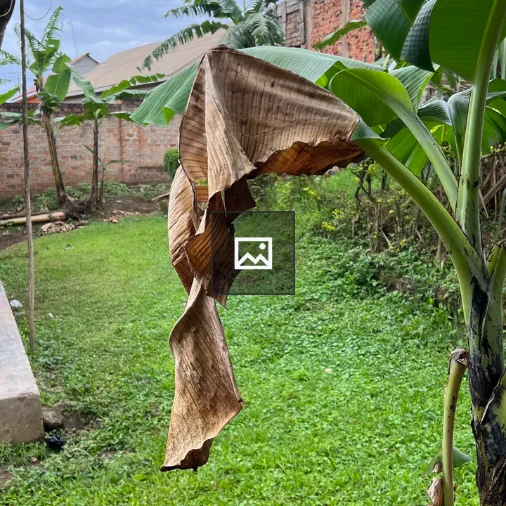 Large dry banana leaf hanging