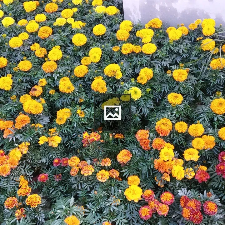 Marigolds in Bloom