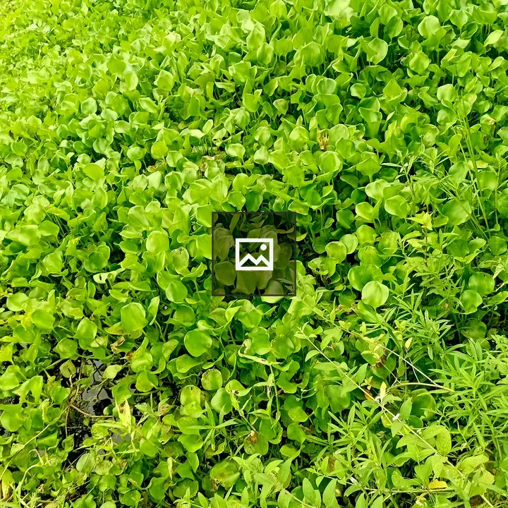 Dense patch of aquatic plants