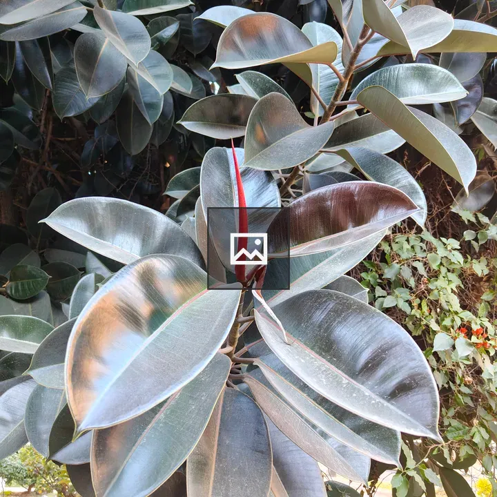 Shiny dark leaves with red sprout